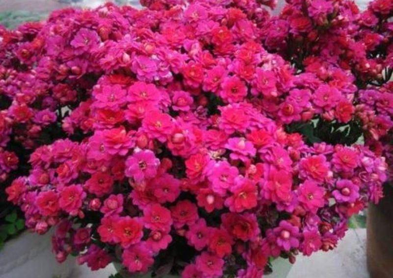 冬天开的花有哪些「冬天开的花有哪些 常见」_6